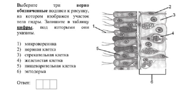 Ссылки на сайты даркнета